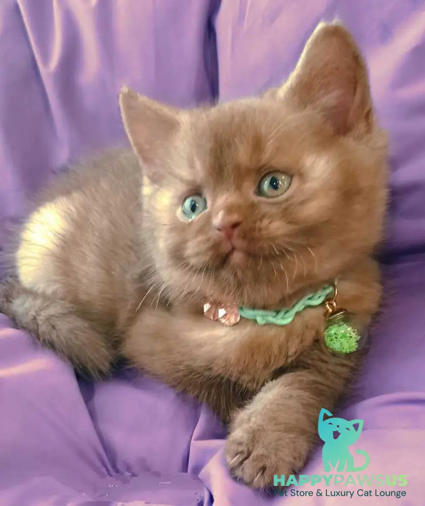 Leopold British Shorthair male cinnamon - live animals