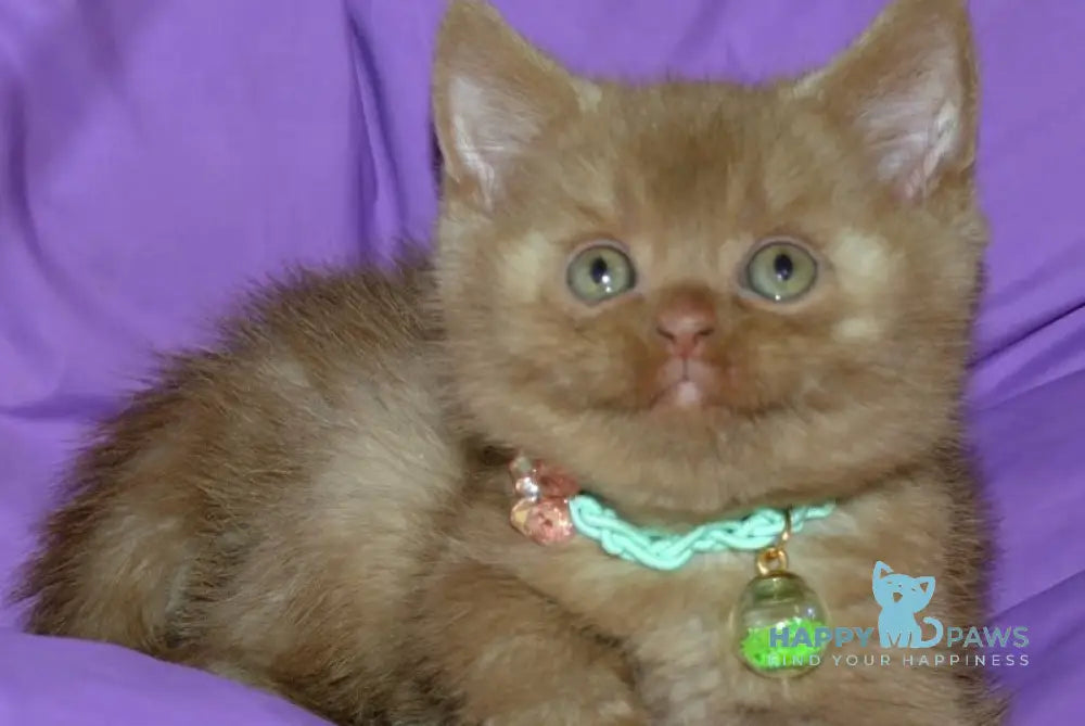 Leopold British Shorthair male cinnamon - live animals