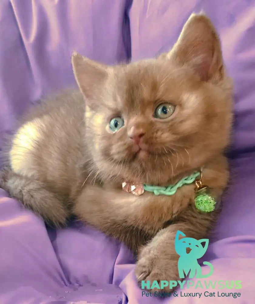 Leopold British Shorthair male cinnamon - live animals