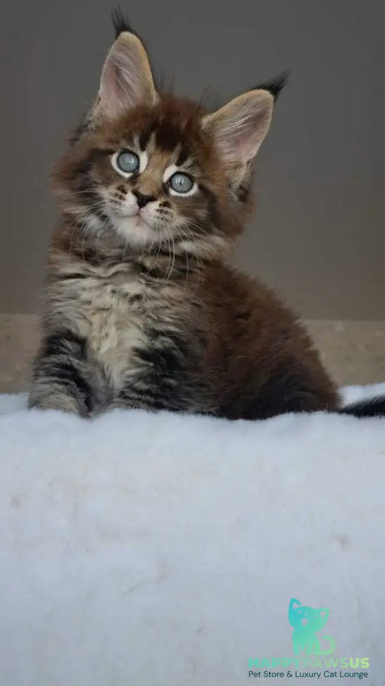Leopold Maine Coon male black ticked tabby live animals