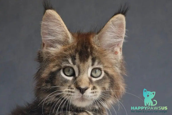 Leopold Maine Coon male black ticked tabby - live animals