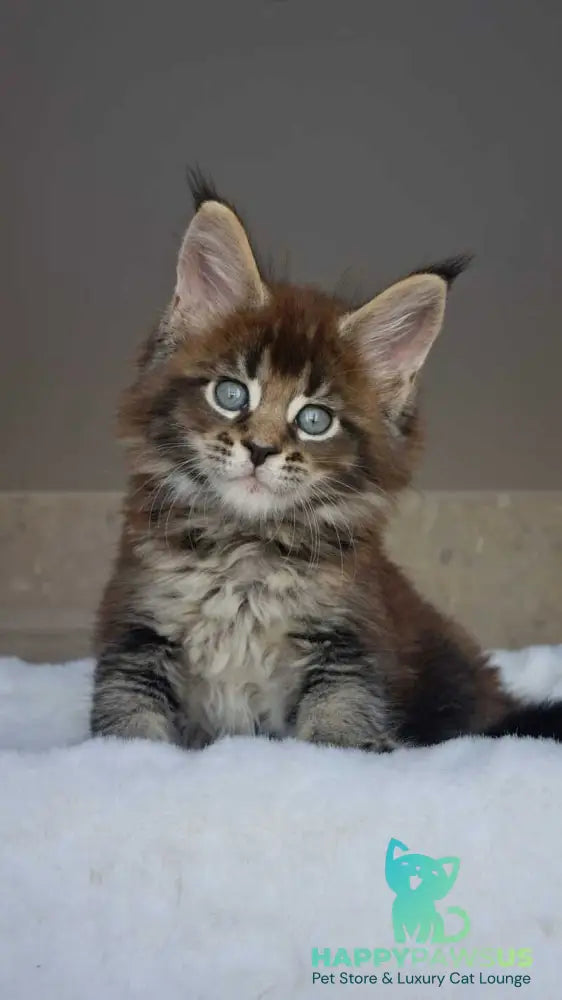 Leopold Maine Coon male black ticked tabby live animals