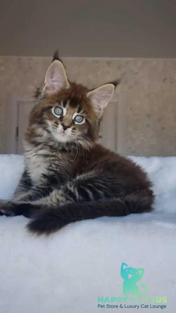 Leopold Maine Coon male black ticked tabby live animals
