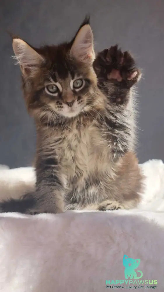 Leopold Maine Coon male black ticked tabby - live animals