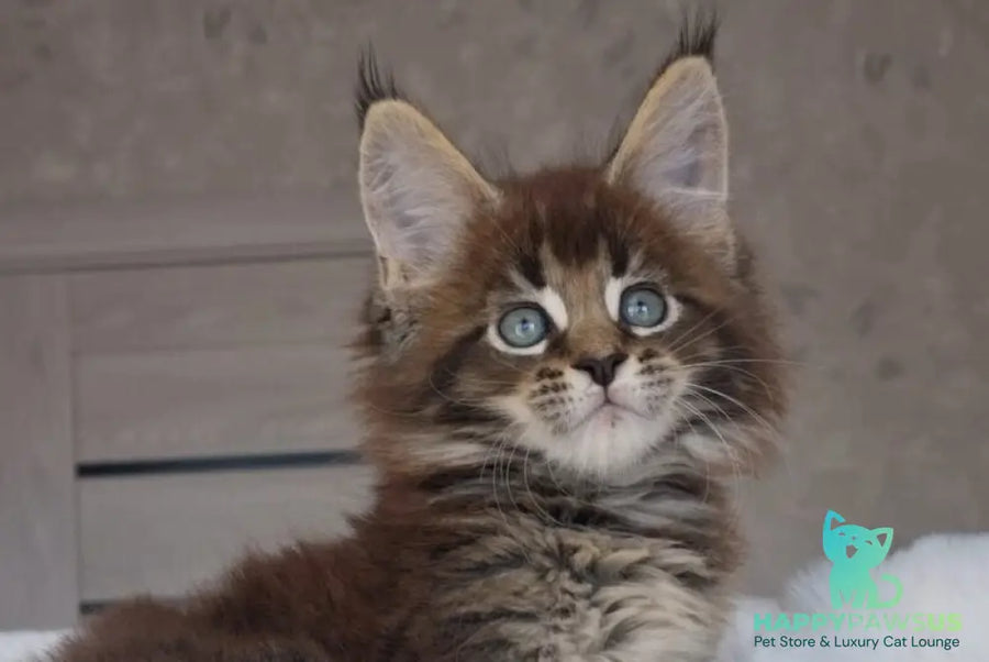 Leopold Maine Coon male black ticked tabby live animals