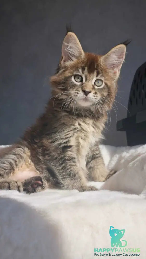 Leopold Maine Coon male black ticked tabby - live animals