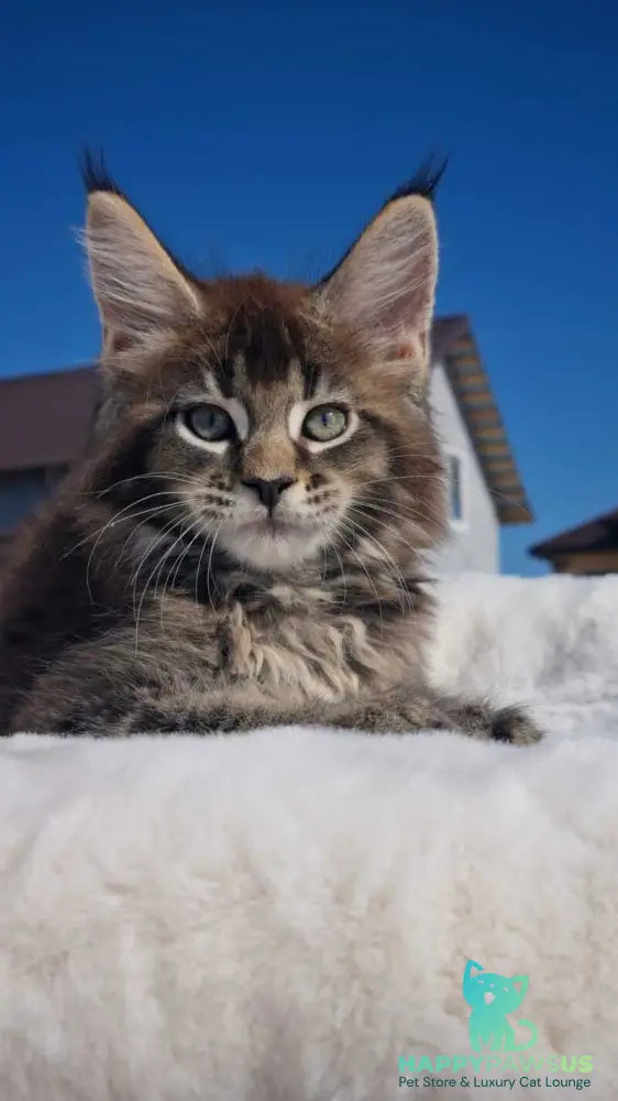 Leopold Maine Coon male black ticked tabby - live animals