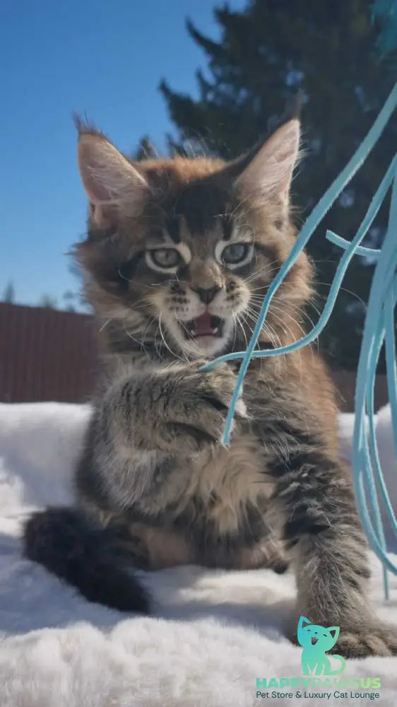 Leopold Maine Coon male black ticked tabby - live animals