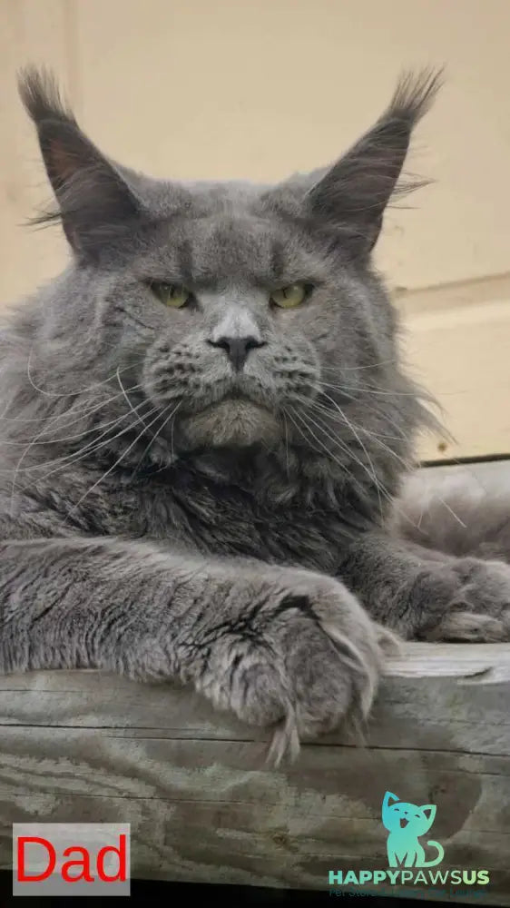 Leopold Maine Coon male black ticked tabby live animals
