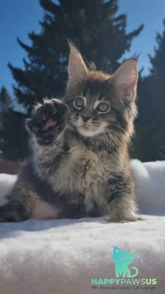 Leopold Maine Coon male black ticked tabby - live animals