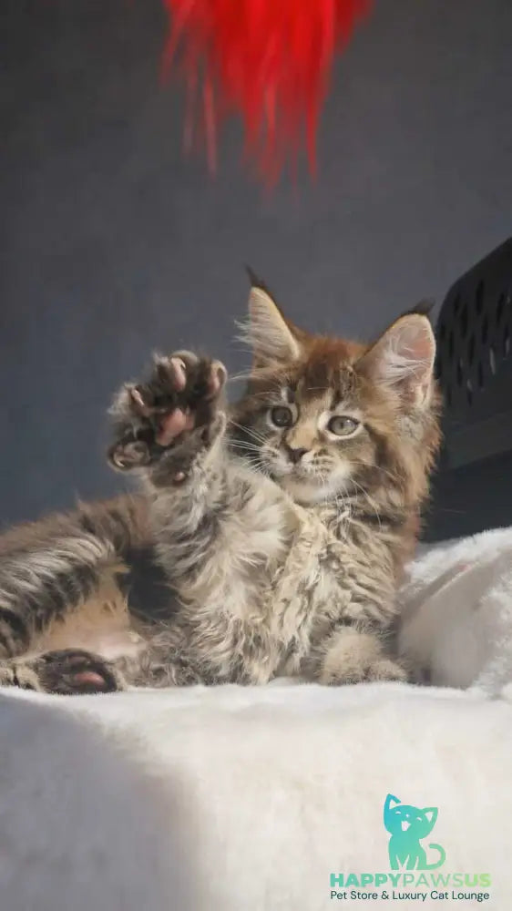 Leopold Maine Coon male black ticked tabby - live animals
