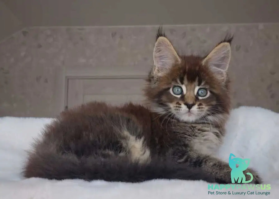 Leopold Maine Coon male black ticked tabby live animals