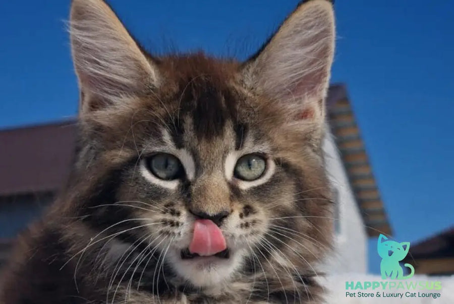 Leopold Maine Coon male black ticked tabby - live animals