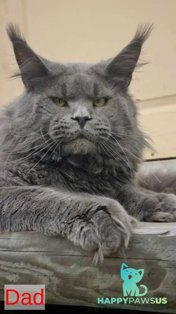 Leopold Maine Coon male black ticked tabby live animals