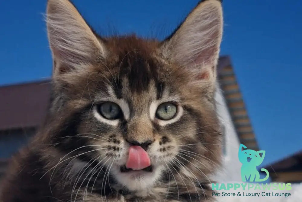 Leopold Maine Coon male black ticked tabby - live animals