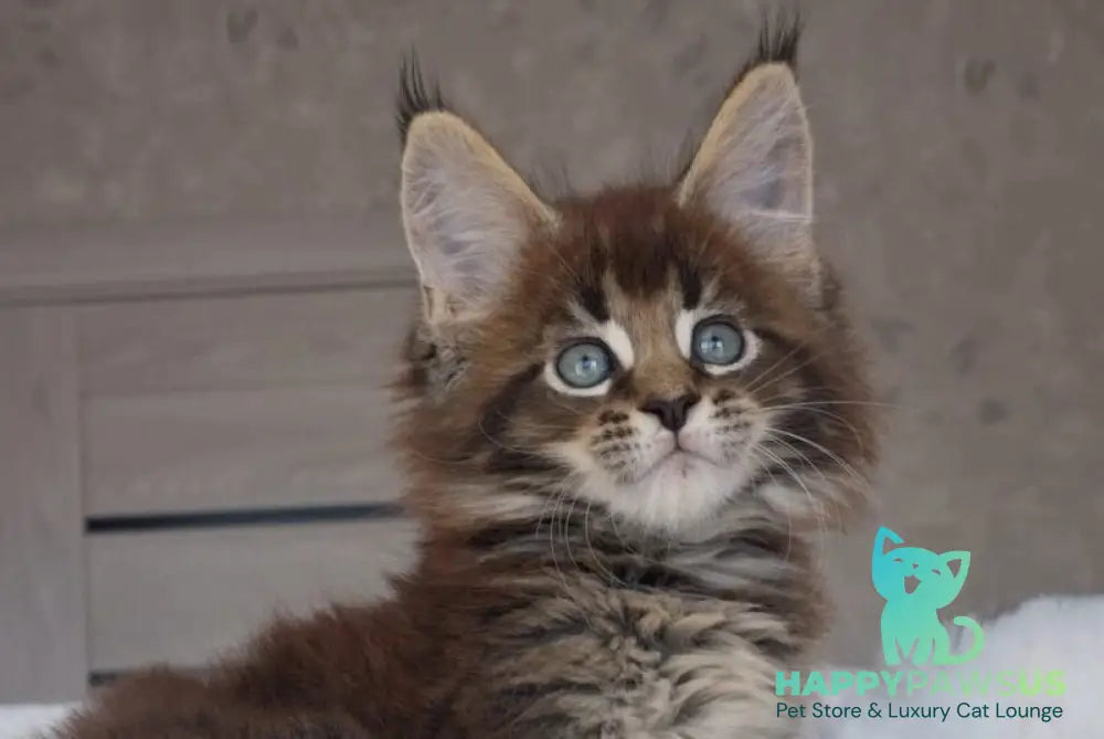Leopold Maine Coon male black ticked tabby live animals