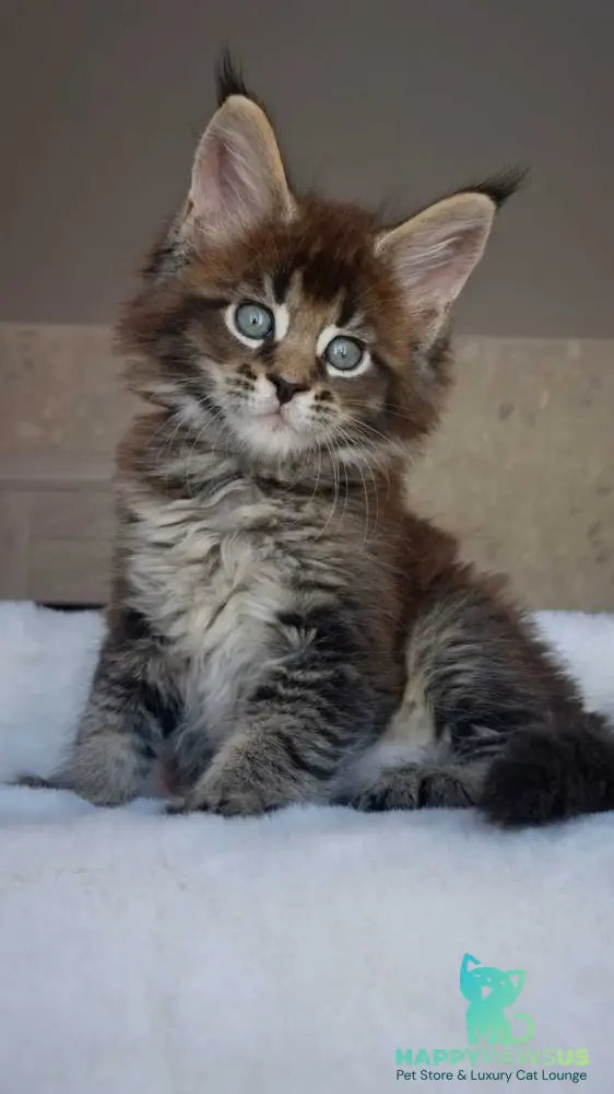 Leopold Maine Coon male black ticked tabby live animals