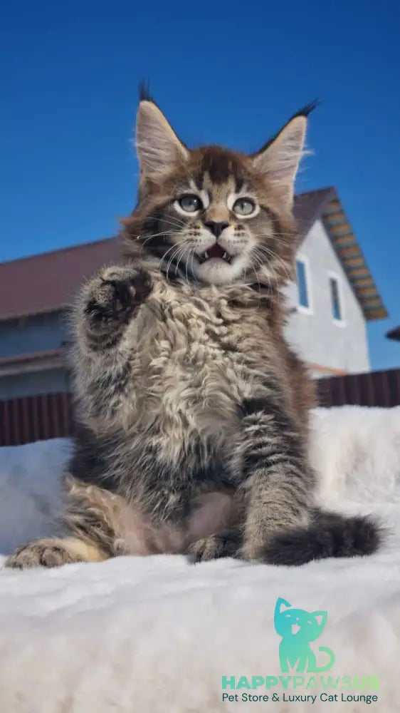 Leopold Maine Coon male black ticked tabby - live animals