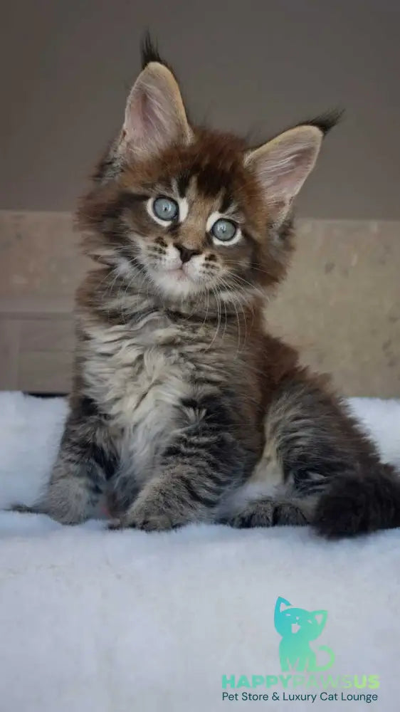 Leopold Maine Coon male black ticked tabby live animals