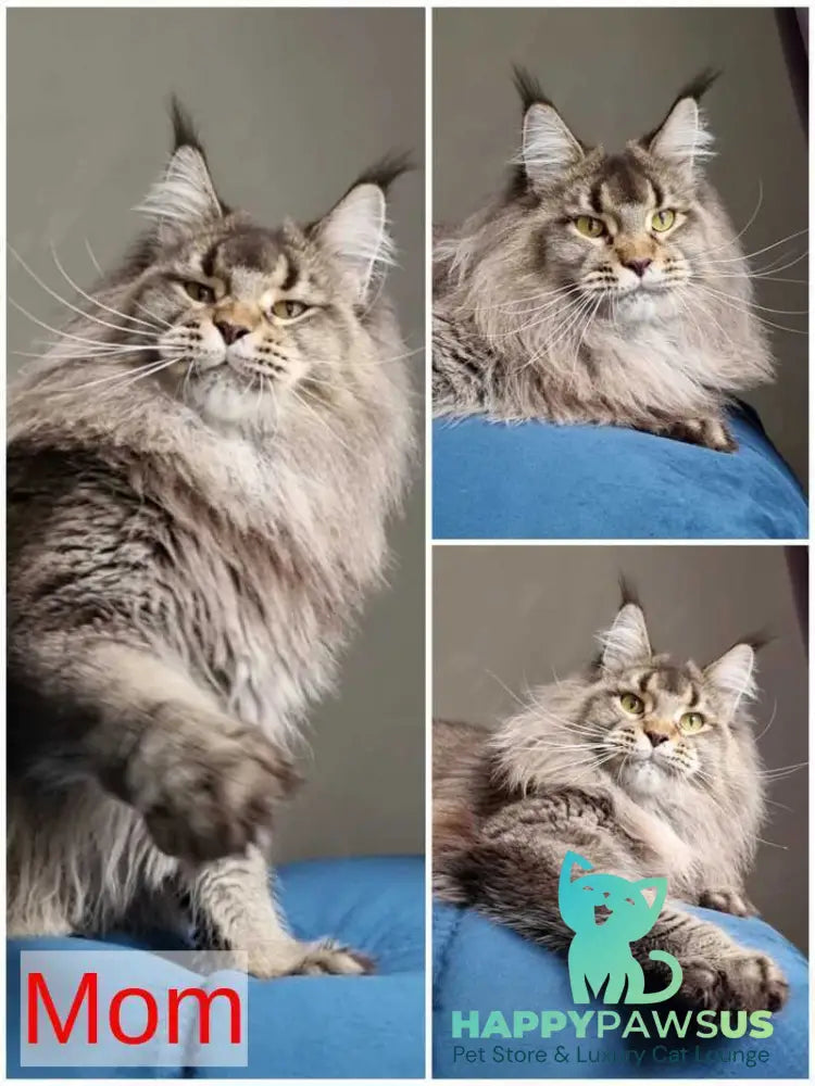 Leopold Maine Coon male black ticked tabby live animals