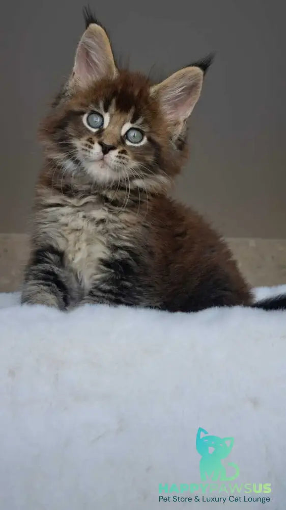 Leopold Maine Coon male black ticked tabby live animals