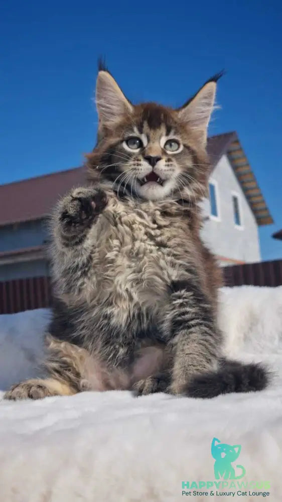 Leopold Maine Coon male black ticked tabby - live animals