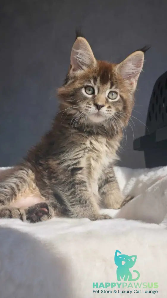 Leopold Maine Coon male black ticked tabby - live animals
