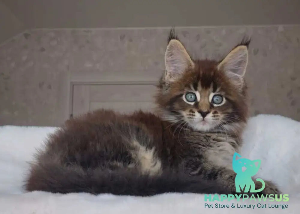 Leopold Maine Coon male black ticked tabby live animals
