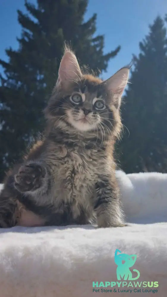 Leopold Maine Coon male black ticked tabby - live animals