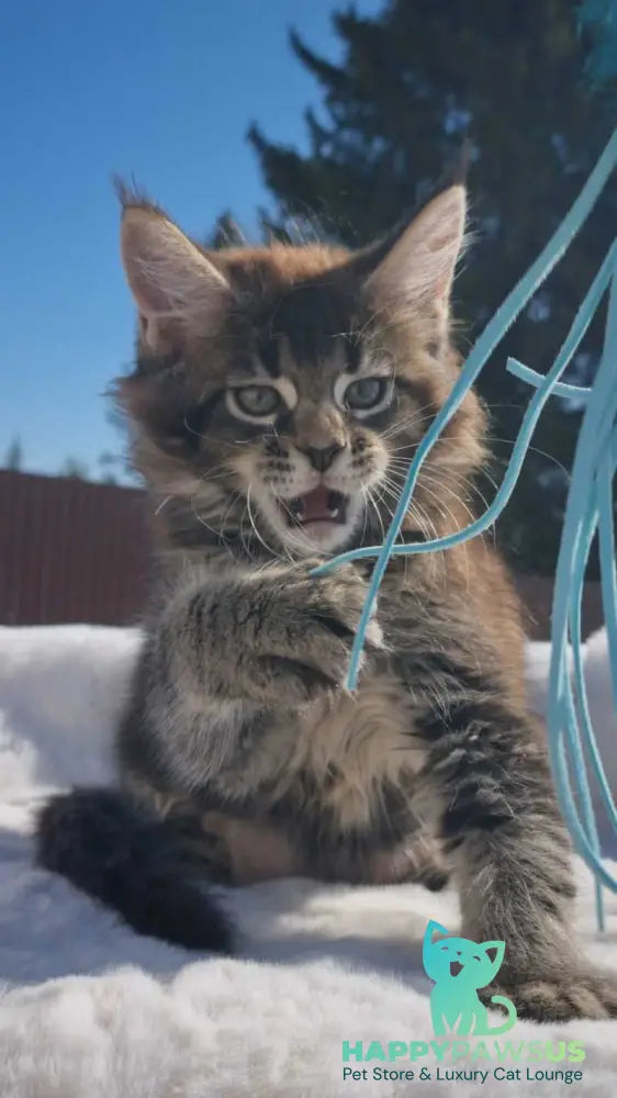 Leopold Maine Coon male black ticked tabby - live animals