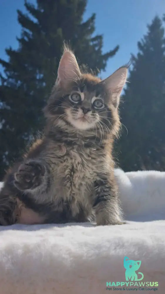 Leopold Maine Coon male black ticked tabby - live animals