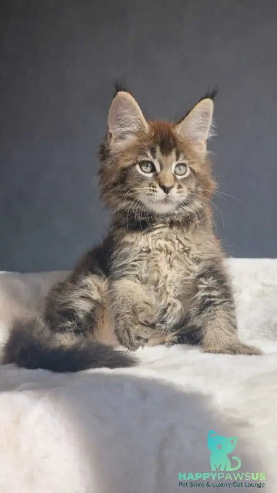 Leopold Maine Coon male black ticked tabby - live animals