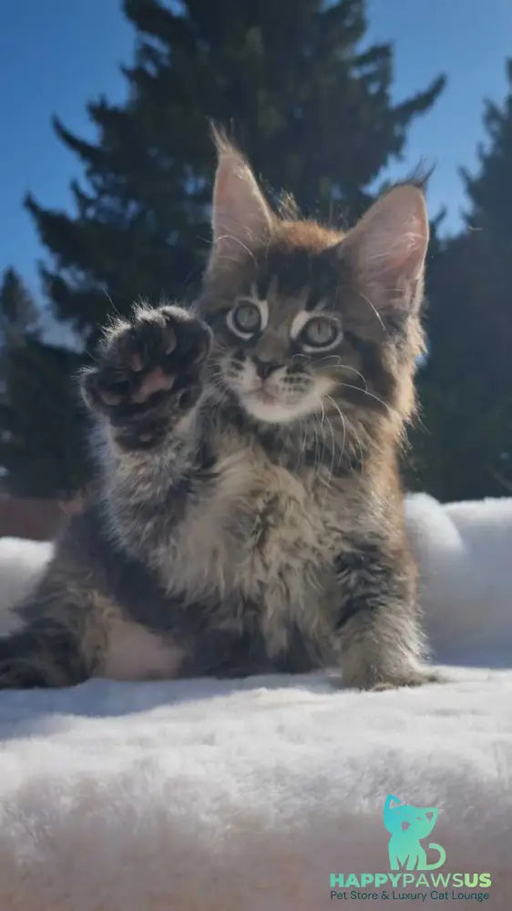 Leopold Maine Coon male black ticked tabby - live animals