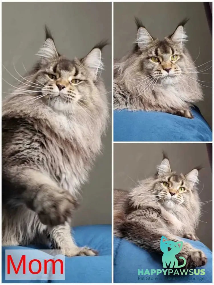 Leopold Maine Coon male black ticked tabby live animals