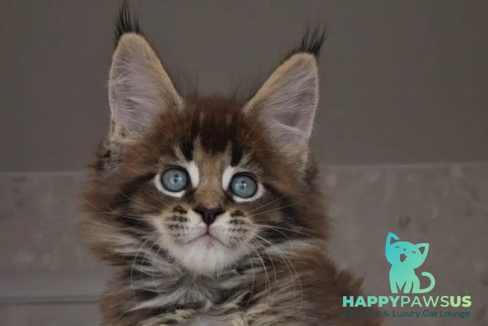 Leopold Maine Coon male black ticked tabby live animals