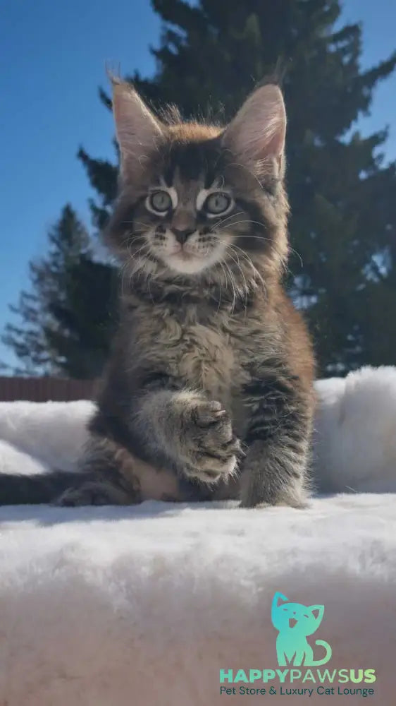 Leopold Maine Coon male black ticked tabby - live animals