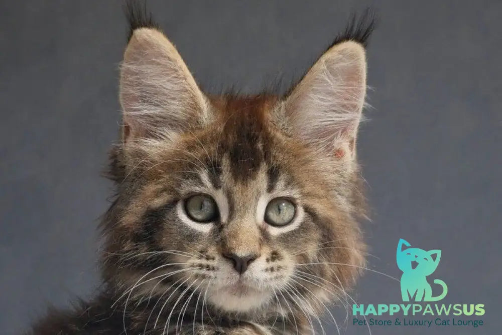 Leopold Maine Coon male black ticked tabby - live animals