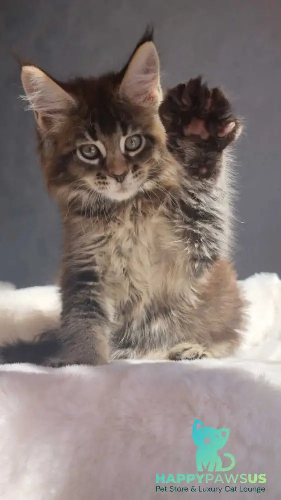 Leopold Maine Coon male black ticked tabby - live animals