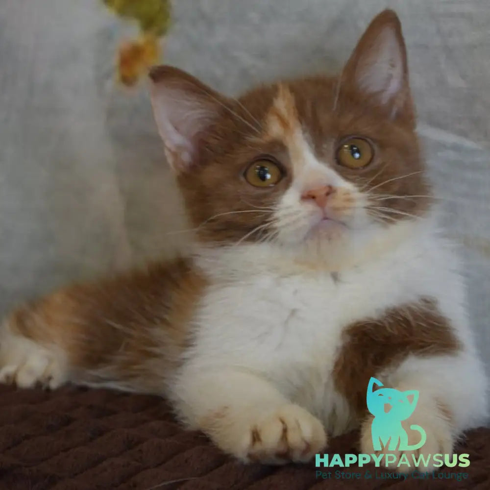 Leosia British Shorthair female cinnamon tortie bicolour - live animals