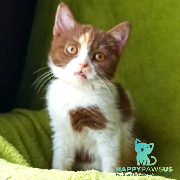 Leosia British Shorthair female cinnamon tortie bicolour - live animals
