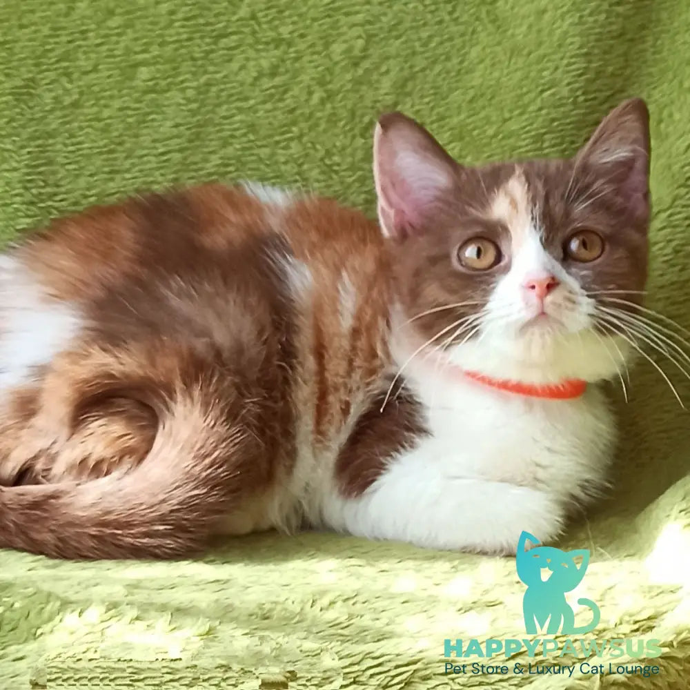 Leosia British Shorthair female cinnamon tortie bicolour - live animals