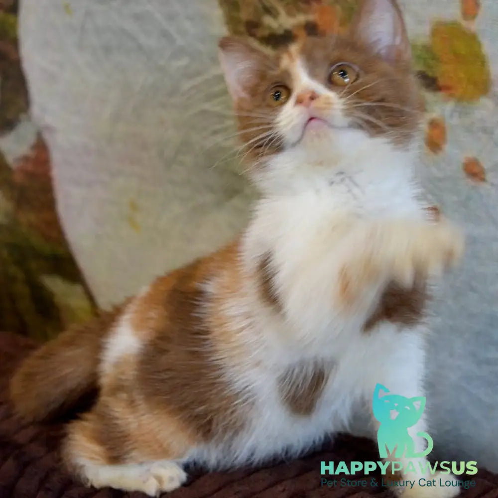 Leosia British Shorthair female cinnamon tortie bicolour - live animals