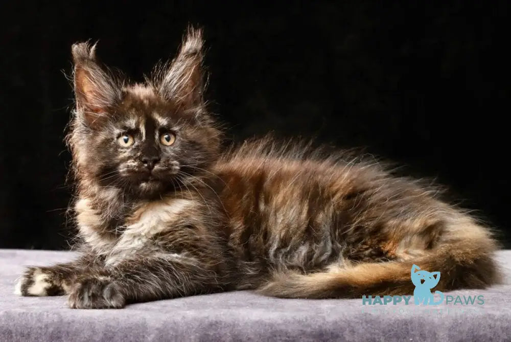 Lera Maine Coon female black tortie live animals