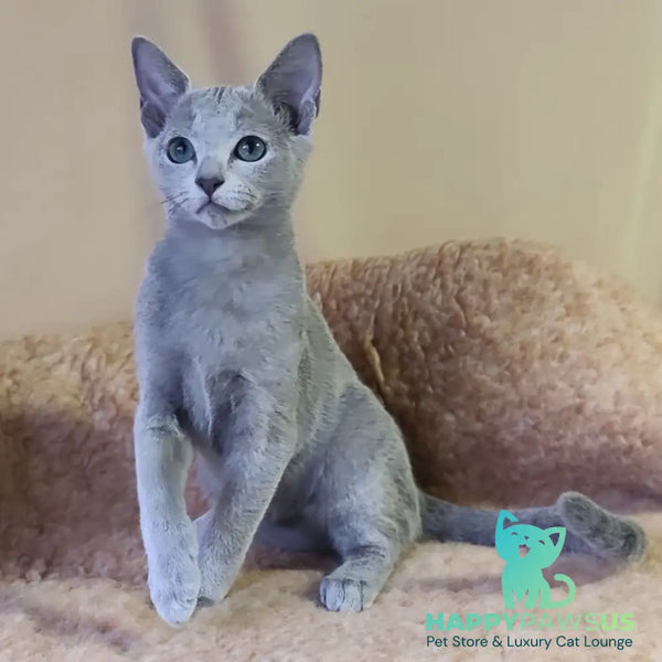 Les Russian Blue male blue - live animals