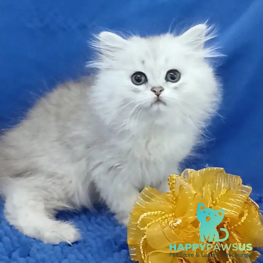 Lesly British Longhair female black silver shaded - live animals