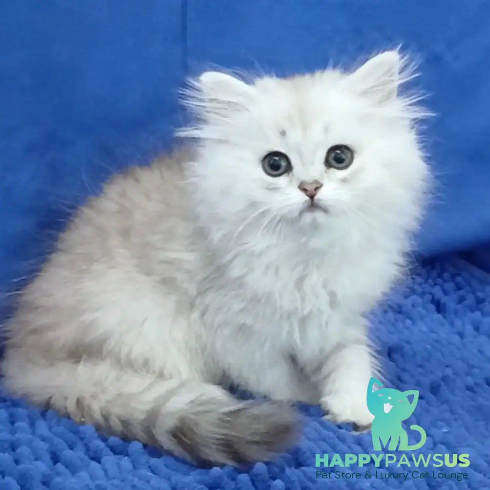 Lesly British Longhair female black silver shaded - live animals