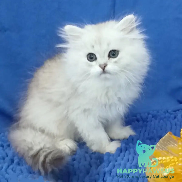 Lesly British Longhair female black silver shaded - live animals