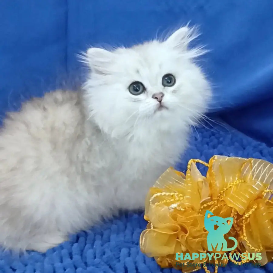 Lesly British Longhair female black silver shaded - live animals