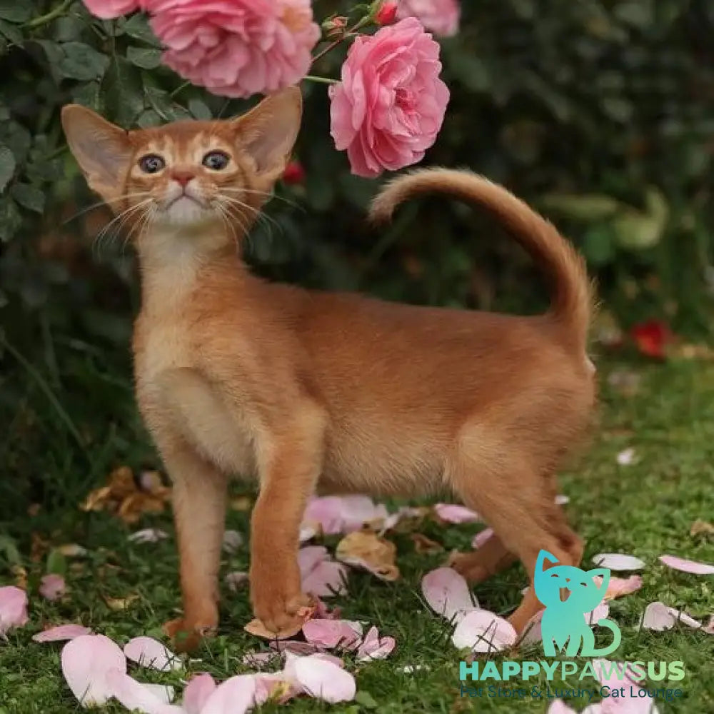 Lessi Abyssinian female sorrel - live animals