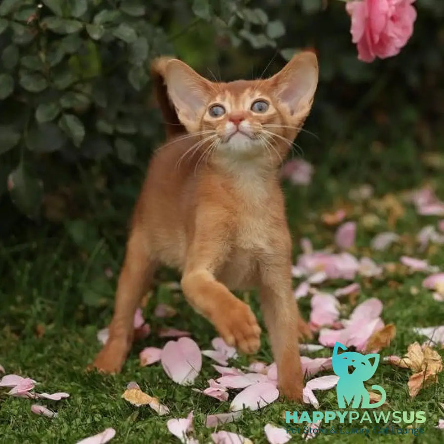 Lessi Abyssinian female sorrel - live animals